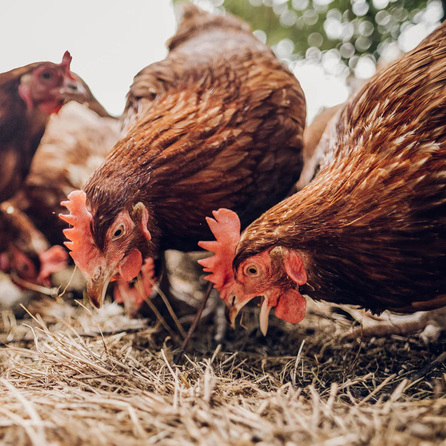 Freilandhuhn - Natürliche Haltung bei Bone Brox