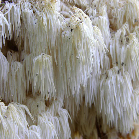 Hericium - Gesundes Superfood von Bone Brox