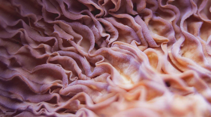 Leaky Gut Symptome: Wenn der Darm schädliche Stoffe ins Blut eintreten lässt