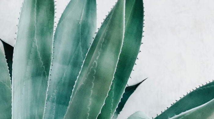 Anti-Aging Tipps: Unser Geheimnis für richtiges Altern