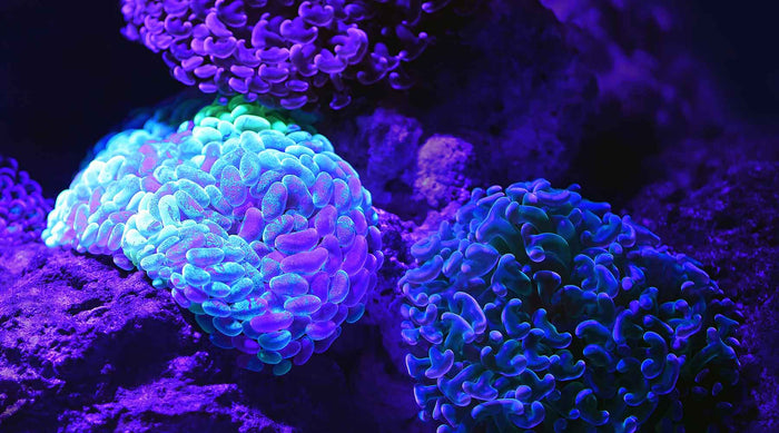 Darmbakterien, Probiotika und Ballaststoffe: Das Zusammenspiel zwischen Darmflora, Immunsystem und Gesundheit