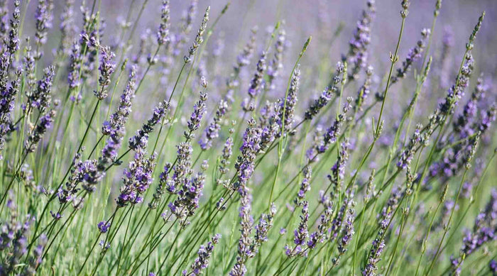 Lavendel: Stärkt deinen Geist und deine Seele
