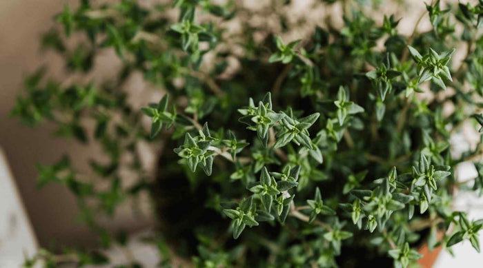Thymian: Heilpflanze mit langer Tradition