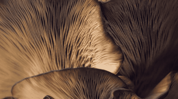 Die Kraft der Vitalpilze – die Natur steckt voller Wunder