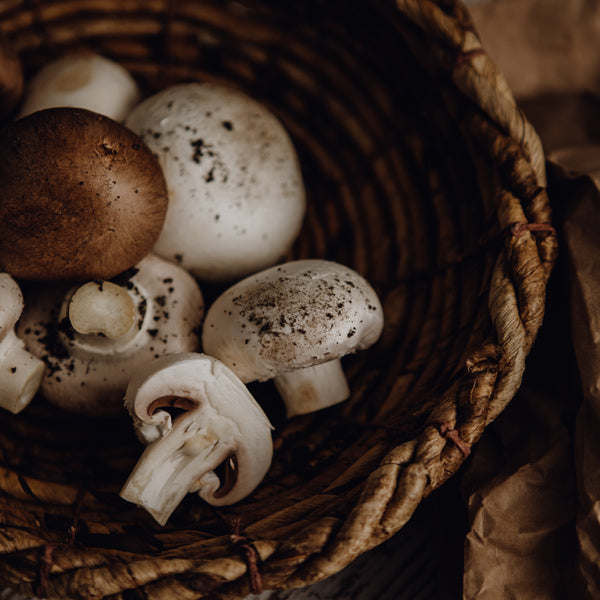 Bio 5 Liter Pflanzliche Kraftbrühe Vitalpilz im Glas –pilze